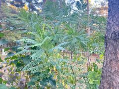 -帽儿山国家森林公园