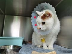 -纳吉亚猫专科动物医院博雅分院