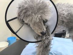 -美联众合动物医院·24h转诊中心