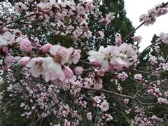 -桃花堤公园