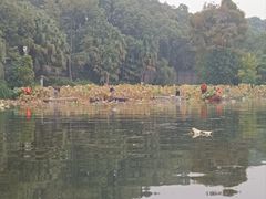 -桂湖森林公园