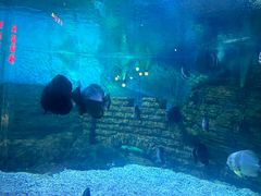 -烟台海昌鲸鲨海洋公园