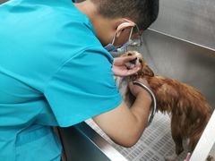 -北京观赏动物医院·24小时大型综合·猫专科·异宠专科