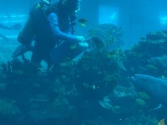 -海棠湾洲际-涛·海底餐厅·美人鱼·自助餐·海底隧道