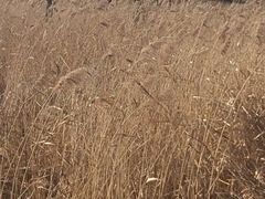 -杭州湾海上花田景区