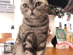 -有猫主题·治愈系猫咖(曾厝垵店)