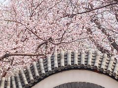 -桃花堤公园