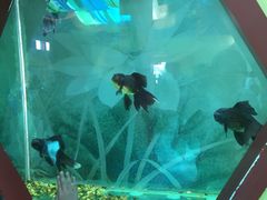 -北戴河圣蓝海洋公园