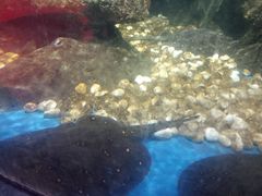 -沙沙哗啦海洋馆(华宇百花谷店)