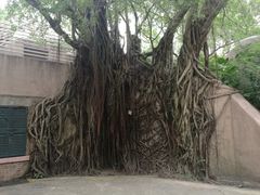 -九龙公园