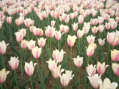 -洪湖湿地生态园