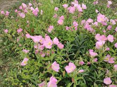 -云漫湖生态度假公园