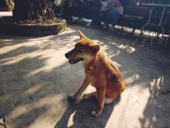 -柴犬高等学院·狗咖·柴犬售卖·宠物训练