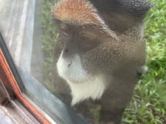 -深圳野生动物园