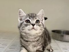 -lincat·猫舍(广州店)