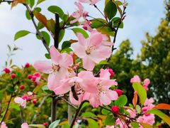 -新虹桥中心花园