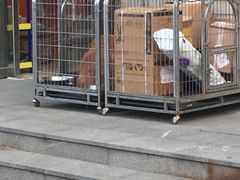 -派多格宠物(鼓楼店)