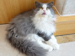 -Catmate·猫肥家润(金润铂宫店)