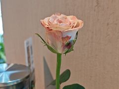 -云吉纳·云南菜(科创云廊店)