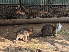 -费瑟代尔野生动物园