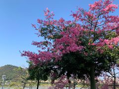 -风云岭森林公园