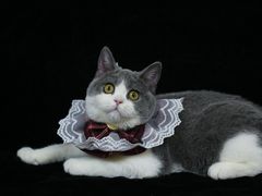 -lincat·猫舍(广州店)