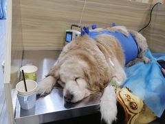 -北京赛佳动物医院