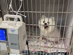 -北京派仕佳德动物医院·超导核磁·CT·神经科·骨科·内外科·急重症管理中心