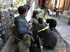 -喵屿·大理花园猫咖