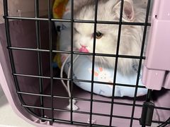 -伟伟宠物医院·CT影像中心·瑞派犬猫综合性门诊(汉口总院)
