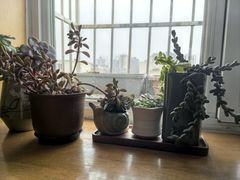 -花鸟鱼虫鲜花绿植市场(玉泉路店)