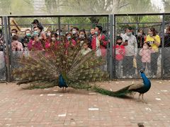 -长白岛森林公园