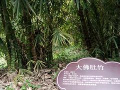 -大屏嶂森林公园