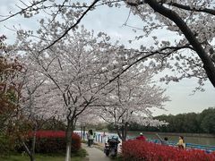 -高东镇樱花园