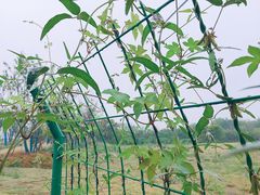 -盘龙城国家考古遗址公园