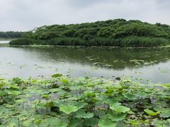 -丁香湖公园