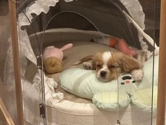 -多乐狗狗宠物训练工作室
