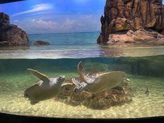 -江和美海洋公园