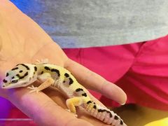 -Rabbit Cafe私房西餐甜点咖啡(栖霞路店)