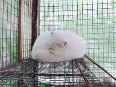 -宫城藏王狐狸村