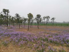 -汉长安城未央宫国家考古遗址公园