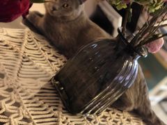 -有猫儿腻咖啡厅.猫咖