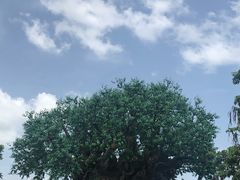 -奥兰多迪士尼动物王国乐园