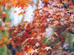-秋霞圃