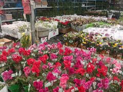 -龙大花卉苗木市场