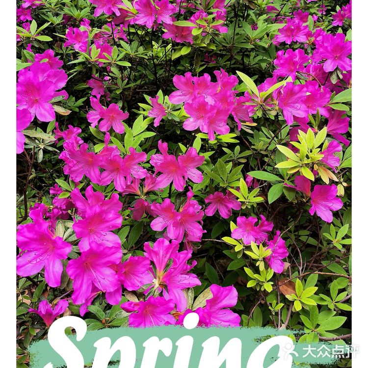 金陵花事||大行宫市民广场.杜鹃花