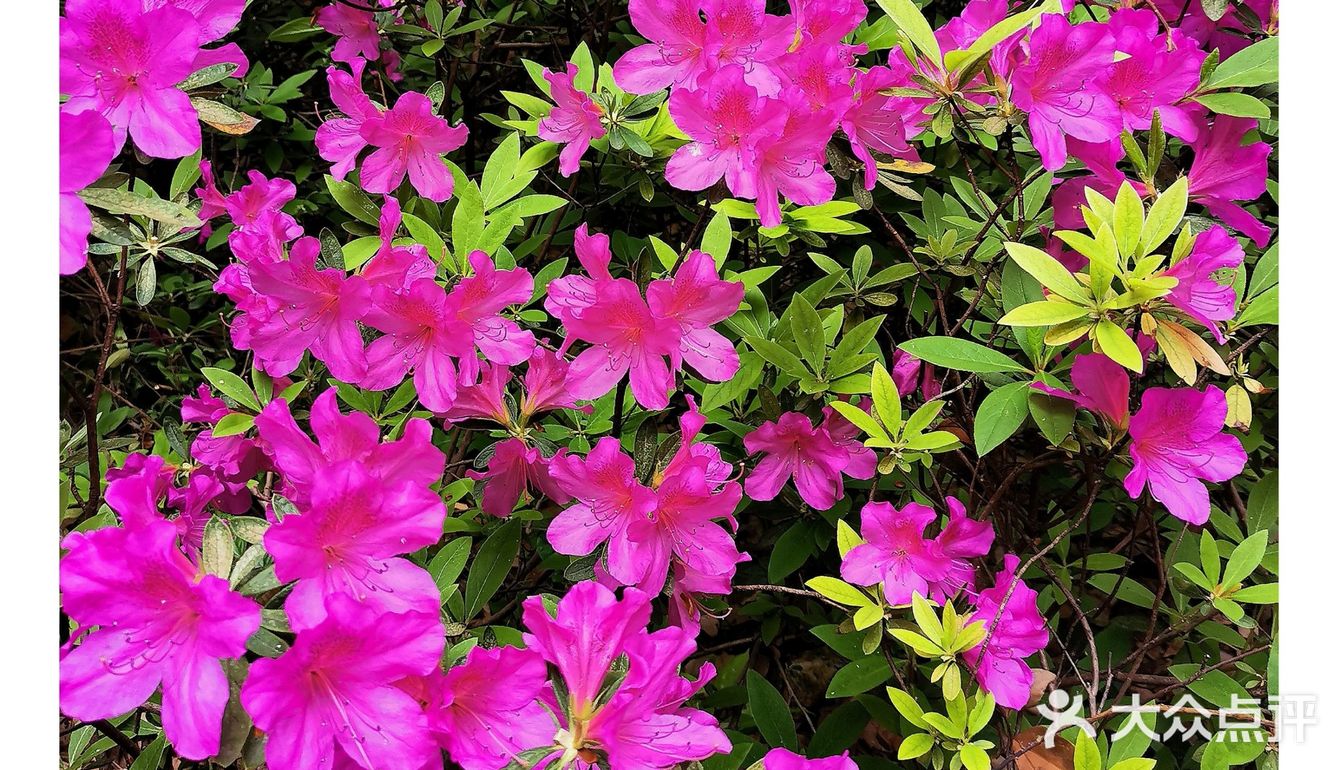 金陵花事||大行宫市民广场.杜鹃花