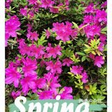 金陵花事||大行宫市民广场.杜鹃花