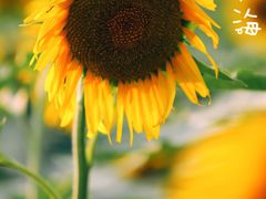 -廊坊文化艺术中心