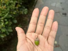 -南国桃园旅游度假区